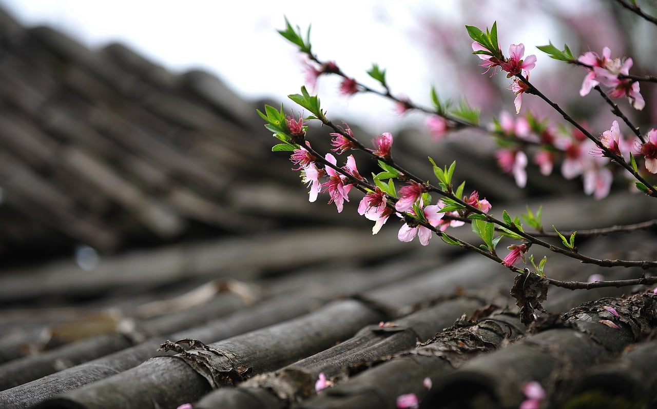 peach-blossom-ge986c280d_1280